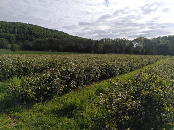 Aronia Sträucher