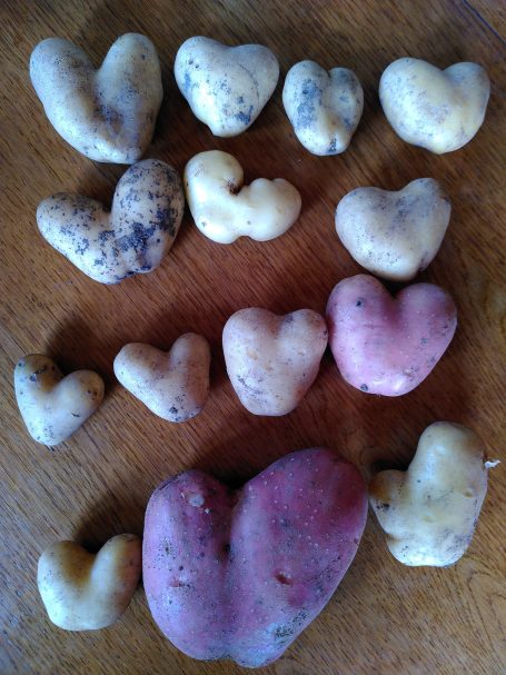 Kartoffelernte voller Herz